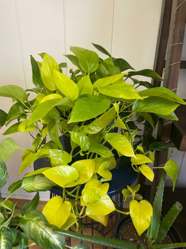 Neon Pothos LG