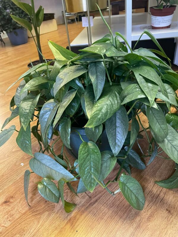 Cebu Blue Pothos